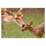 04204_GROW_PProg_Animais_E_Seus_Filhotes_Mapa2
