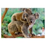 04204_GROW_PProg_Animais_E_Seus_Filhotes_Mapa1
