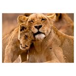 04204_GROW_PProg_Animais_E_Seus_Filhotes_Mapa3