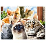 04397_GROW_P500_Selfie_Cats_Mapa